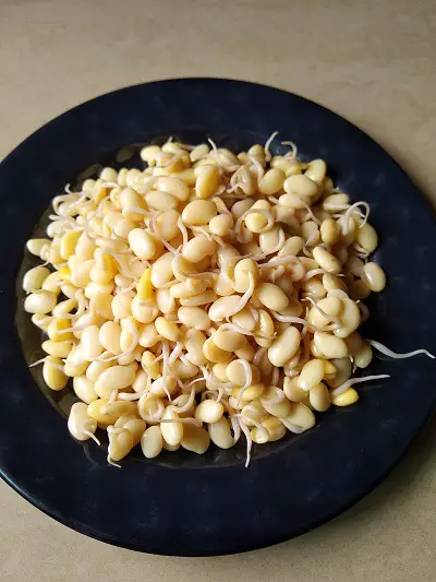 Valache Birde | Dalimbi Usal | Sprouted Field Beans Curry Valache Birde | Dalimbi Usal | Sprouted Field Beans Curry https://thespicycafe.com/wp-content/uploads/2021/12/thespicycafe-vaalacha-bhirda-dalimbi-usal-maharashtrian-recipe-sprouted-field-beans-curry-vegan.jpg https://thespicycafe.com/dalimbi-usal-sprouted-field-beans-curry-recipe/