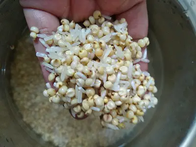 Jowar Idli Recipe | Sorghum Idli Recipe Jowar Idli Recipe | Sorghum Idli Recipe https://thespicycafe.com/wp-content/uploads/2022/04/IMG_20220404_151028.jpg https://thespicycafe.com/jowar-idli-recipe/