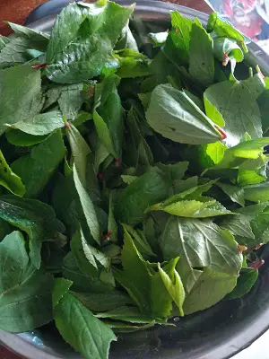 Ambadi Chi Patal Bhaji | Maharashtrian Style Gongura Curry Ambadi Chi Patal Bhaji | Maharashtrian Style Gongura Curry https://thespicycafe.com/wp-content/uploads/2022/07/patal-bhaji-ambadi-chi-patal-bhaji-vegan-plantbased.jpg https://thespicycafe.com/ambadi-chi-patal-bhaji-gongura-curry/