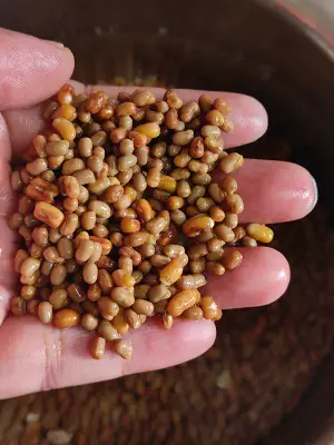 How To Sprout Matki (Moth Beans) How To Sprout Matki (Moth Beans) https://thespicycafe.com/wp-content/uploads/2023/03/8-how-to-sprout-matki-moth-beans-vegetarian-vegan-gluten-free-diabetic-friendly-fiber-rich-indian-legumes-lentils-beans.jpg https://thespicycafe.com/how-to-sprout-matki-moth-beans/