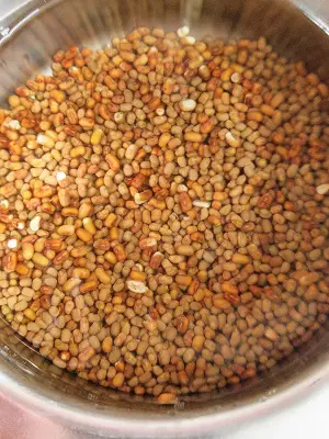 How To Sprout Matki (Moth Beans) How To Sprout Matki (Moth Beans) https://thespicycafe.com/wp-content/uploads/2023/03/8-how-to-sprout-matki-moth-beans-vegetarian-vegan-gluten-free-diabetic-friendly-fiber-rich-indian-legumes-lentils-beans.jpg https://thespicycafe.com/how-to-sprout-matki-moth-beans/