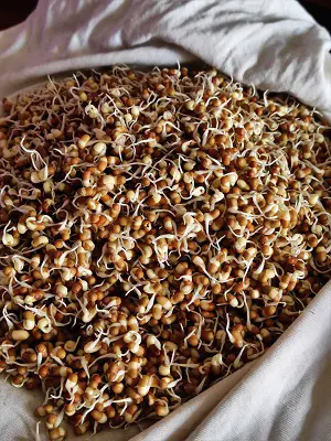 How To Sprout Matki (Moth Beans) How To Sprout Matki (Moth Beans) https://thespicycafe.com/wp-content/uploads/2023/03/8-how-to-sprout-matki-moth-beans-vegetarian-vegan-gluten-free-diabetic-friendly-fiber-rich-indian-legumes-lentils-beans.jpg https://thespicycafe.com/how-to-sprout-matki-moth-beans/