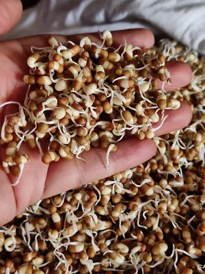How To Sprout Matki (Moth Beans) How To Sprout Matki (Moth Beans) https://thespicycafe.com/wp-content/uploads/2023/03/8-how-to-sprout-matki-moth-beans-vegetarian-vegan-gluten-free-diabetic-friendly-fiber-rich-indian-legumes-lentils-beans.jpg https://thespicycafe.com/how-to-sprout-matki-moth-beans/