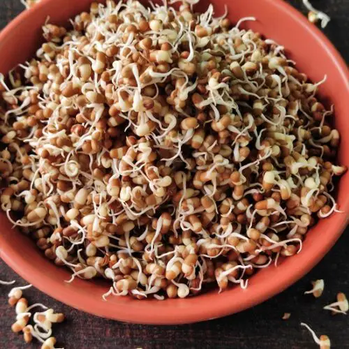 How To Sprout Matki (Moth Beans) How To Sprout Matki (Moth Beans) https://thespicycafe.com/wp-content/uploads/2023/03/8-how-to-sprout-matki-moth-beans-vegetarian-vegan-gluten-free-diabetic-friendly-fiber-rich-indian-legumes-lentils-beans.jpg https://thespicycafe.com/how-to-sprout-matki-moth-beans/
