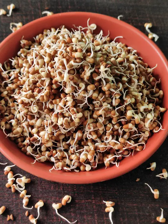 How To Sprout Matki (Moth Beans) How To Sprout Matki (Moth Beans) https://thespicycafe.com/wp-content/uploads/2023/03/8-how-to-sprout-matki-moth-beans-vegetarian-vegan-gluten-free-diabetic-friendly-fiber-rich-indian-legumes-lentils-beans.jpg https://thespicycafe.com/how-to-sprout-matki-moth-beans/