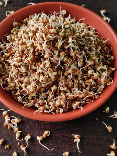 How To Sprout Matki (Moth Beans) How To Sprout Matki (Moth Beans) https://thespicycafe.com/wp-content/uploads/2023/03/8-how-to-sprout-matki-moth-beans-vegetarian-vegan-gluten-free-diabetic-friendly-fiber-rich-indian-legumes-lentils-beans.jpg https://thespicycafe.com/how-to-sprout-matki-moth-beans/